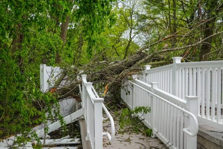 An image of fallen tree in Arcadia, CA