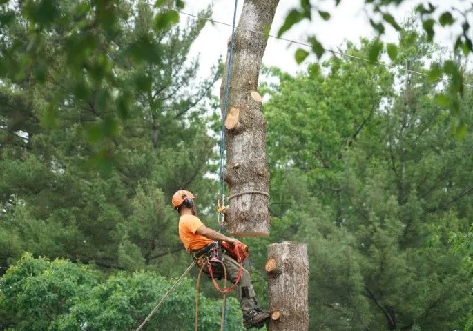 An image of Tree Removal in Arcadia, CA